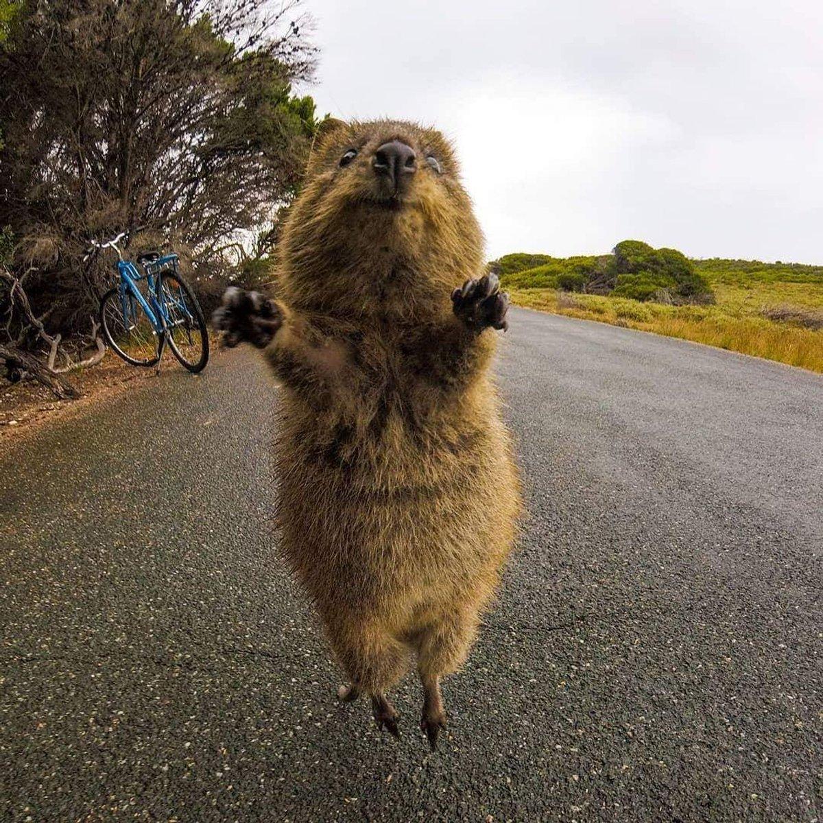 Quokka 3 - Copy - Copy