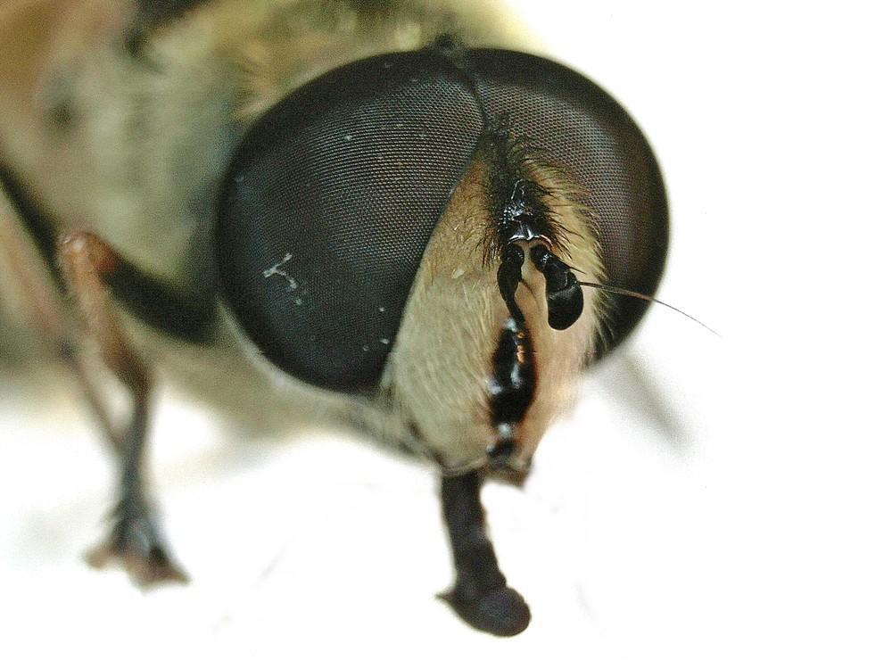 Myathropa florea 28Syrphidae29 - 28male 