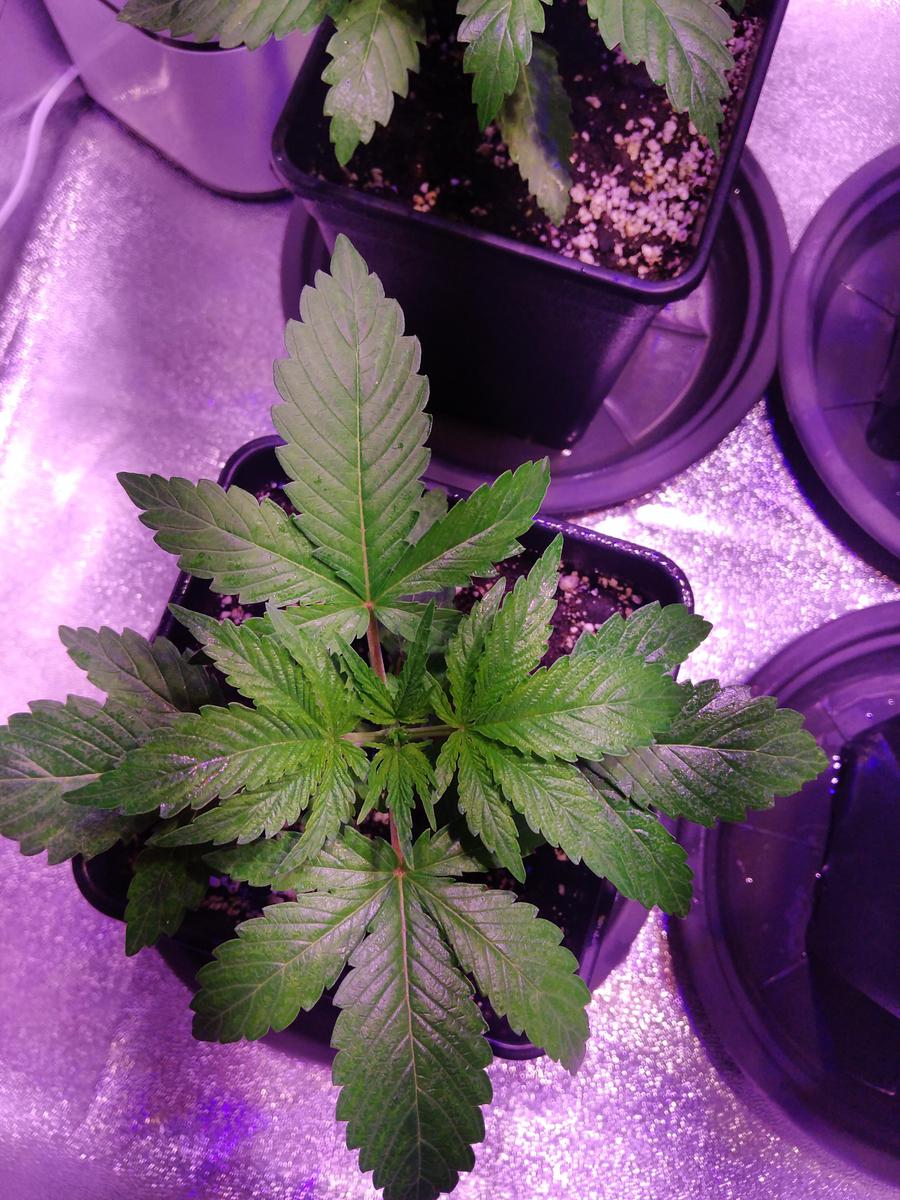 hindu kush myseeds 1