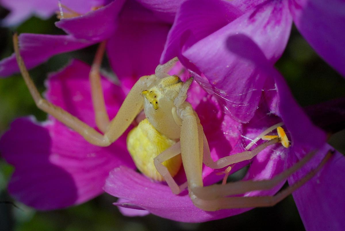 misumena vatia 090409