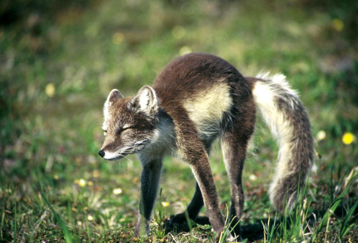 Alopex lagopus stretching