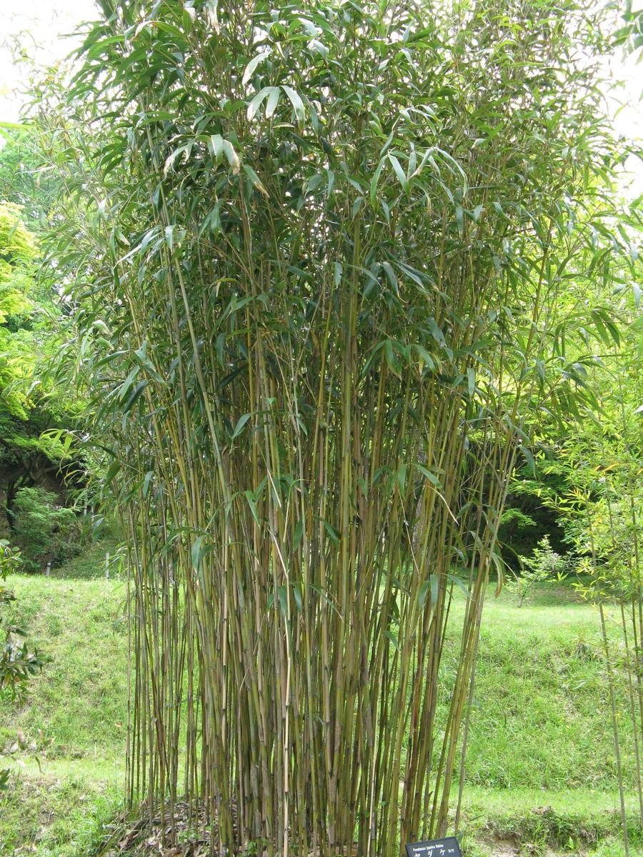 Pseudosasa japonica6