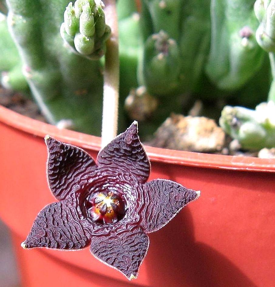 Stapelia similis 01e