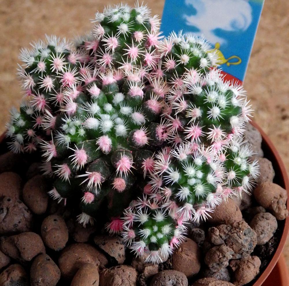 Mammilaria gracilis Arizona Snowcap  01