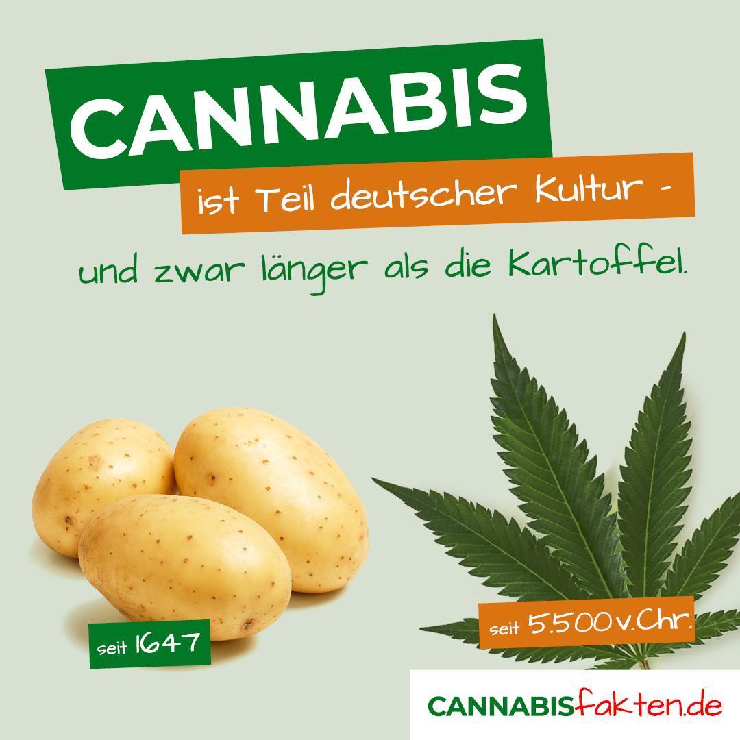 cannabisfakten Instagram Posting Kartoff