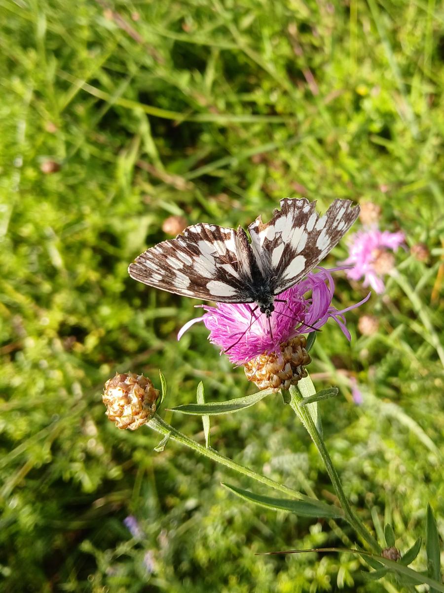 20260709 174309 Schachbrettfalter