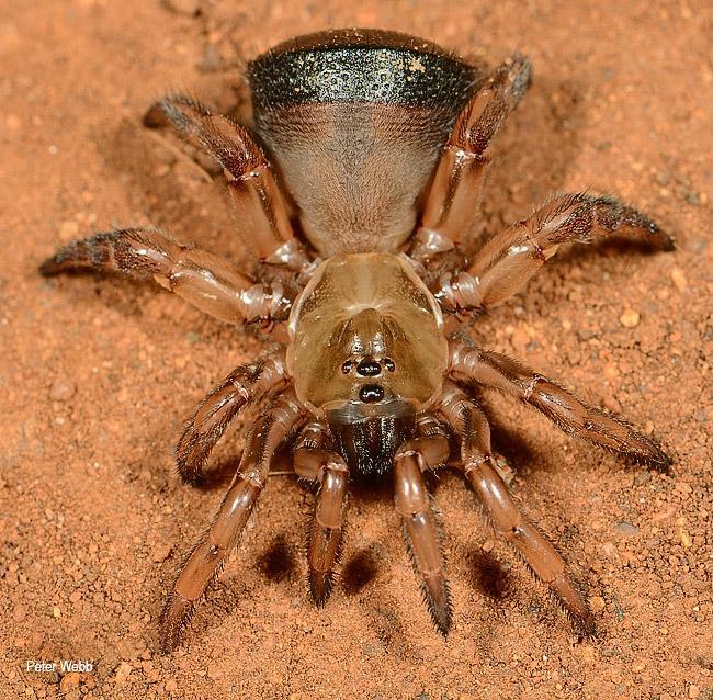 SPI-IDIOPIDAE--Galeosoma-planiscutatum-F
