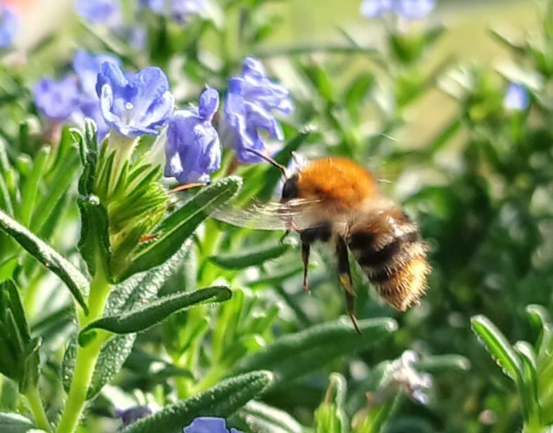 Ackerhummel