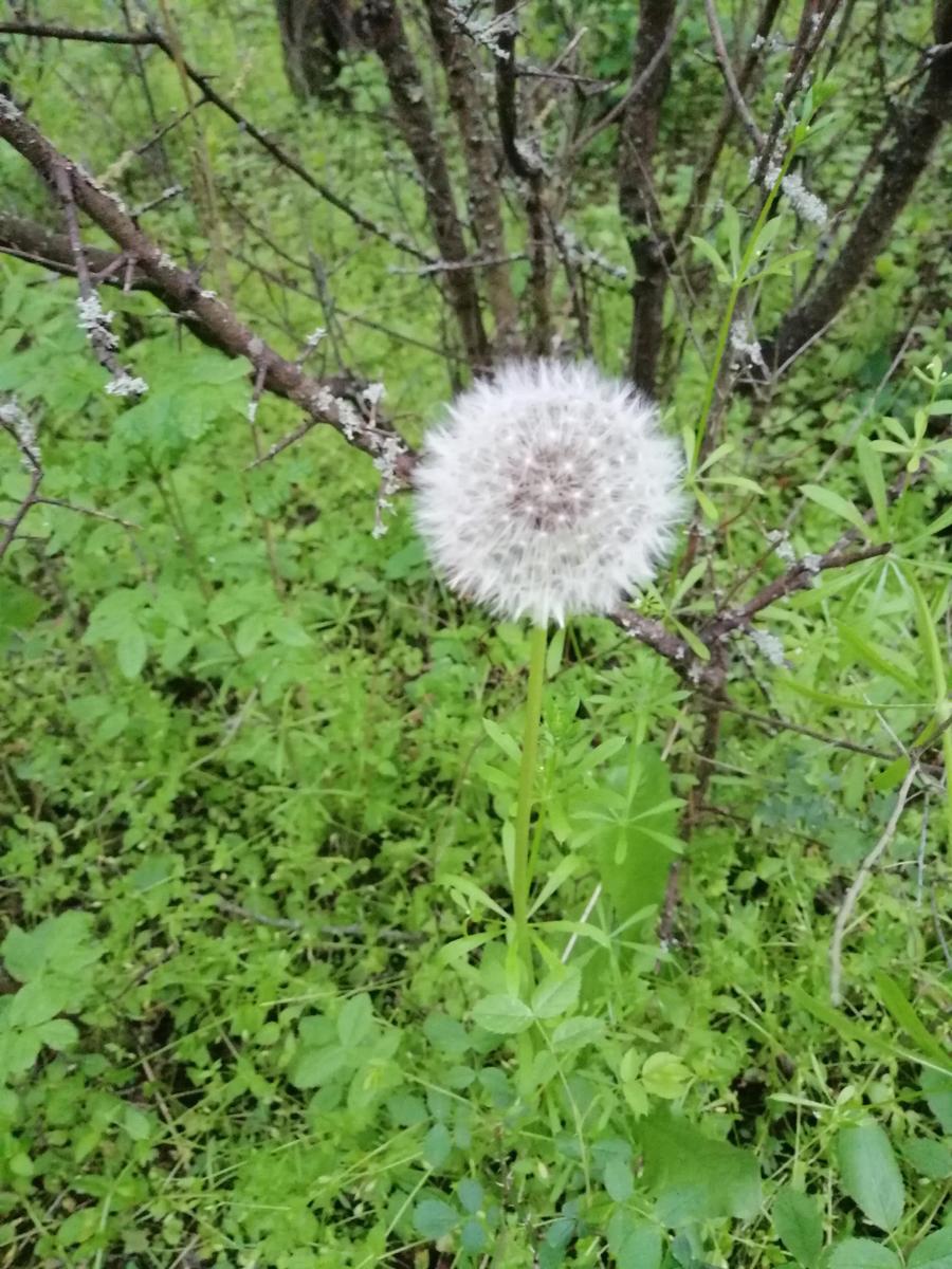 dandelion