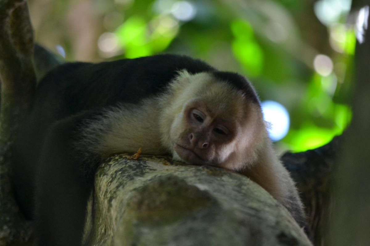 Monkeys-Sleeping-Photo-Free