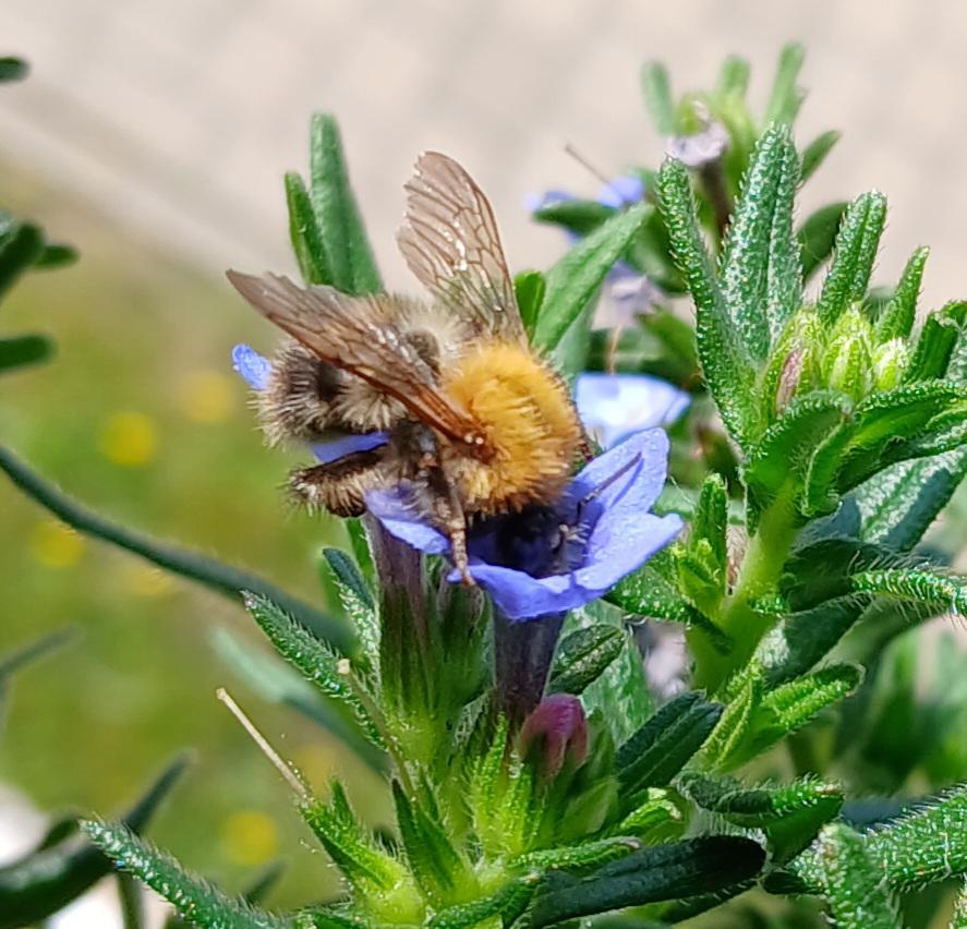 20250603 Lithodora diffusa