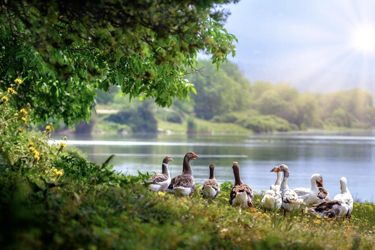 wild-geese-3379677 1280