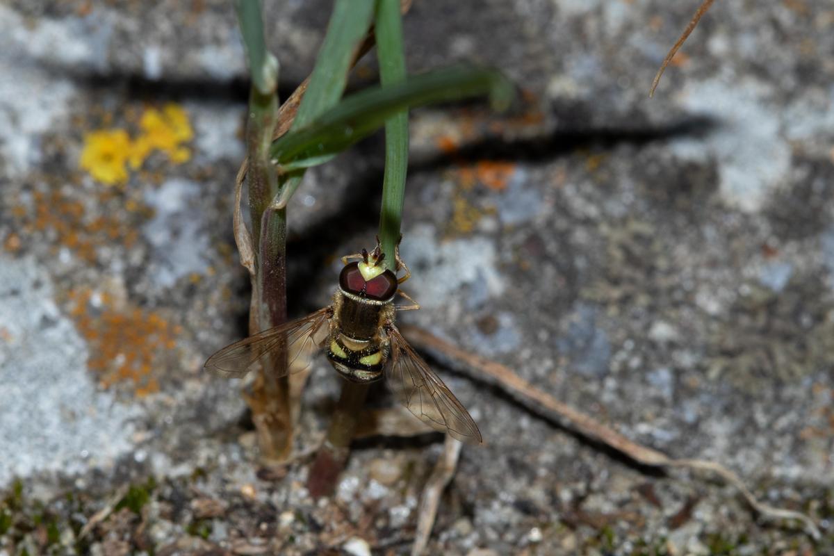 Schwebfliege-01-2190