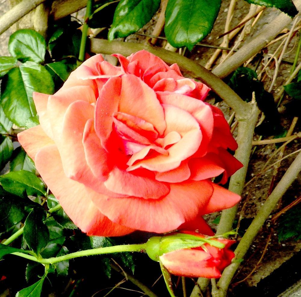 IMGP0917