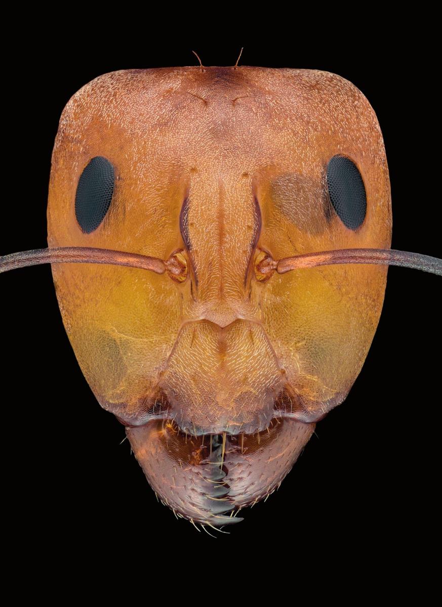 close-up-photography-of-various-ant-spec