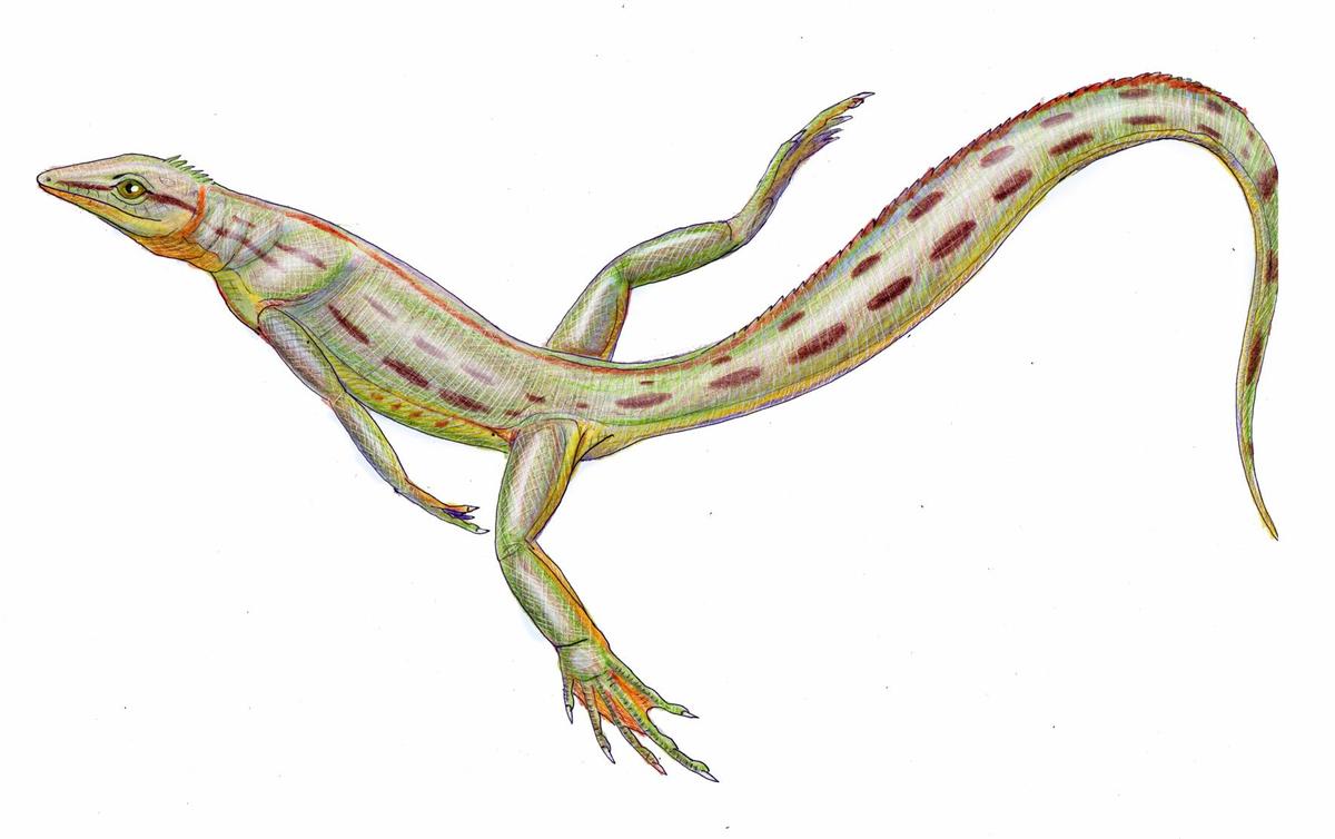 Spinoaequalis schultzei reconstruction