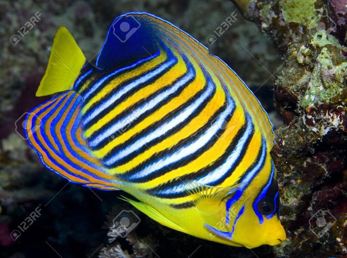 10231736-regal-angelfish-in-the-red-sea-