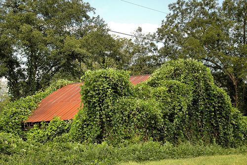 damascus ga early county kudzu engulfing