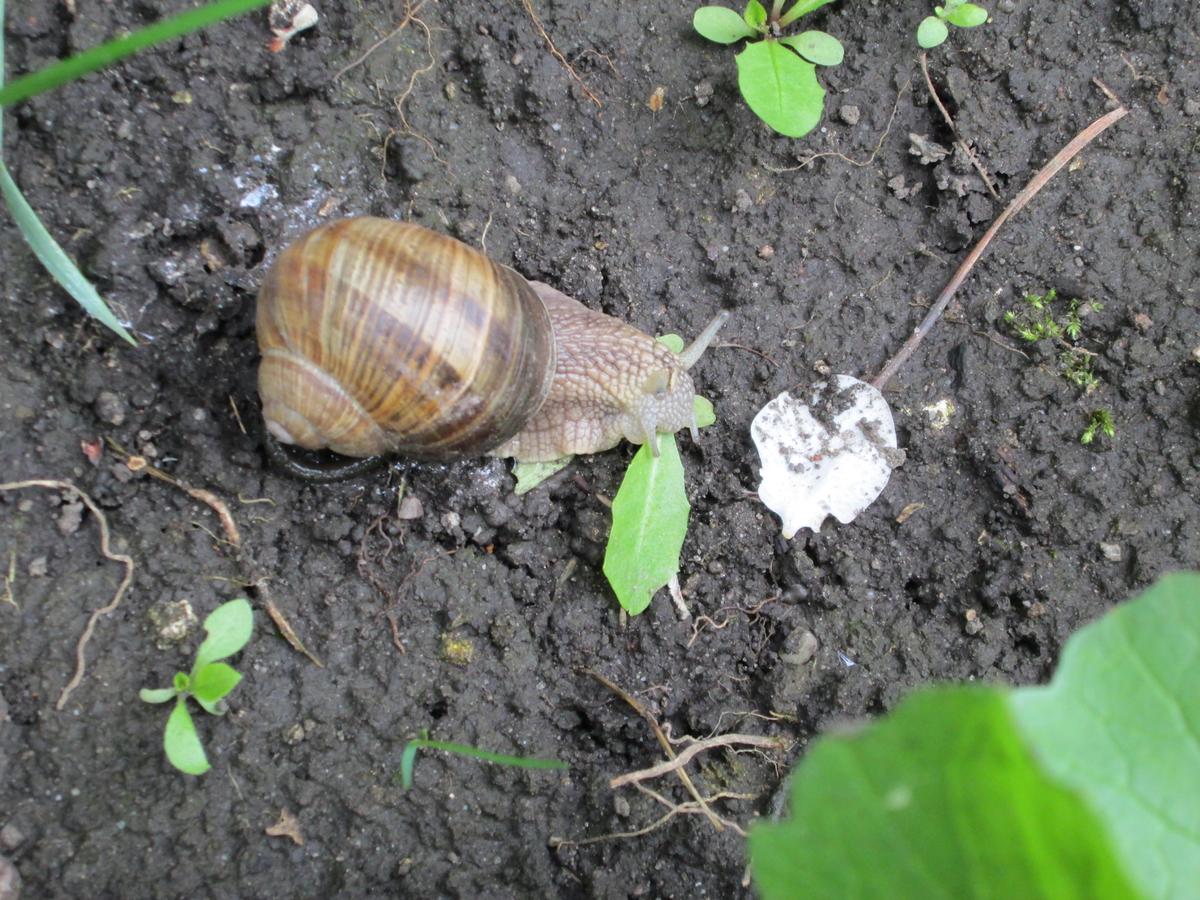 0b74b3 Schnecke 005