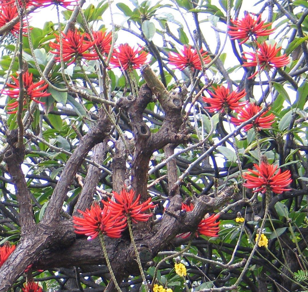 Erythrina speciosa 1