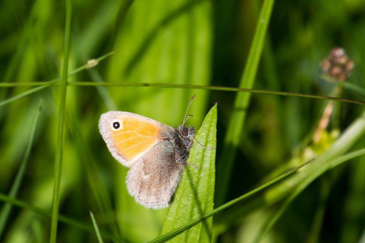 347d4b Wiesenvoegelchen