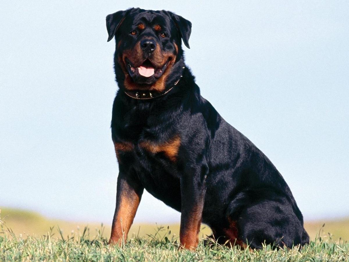 Beautiful-Rottweiler-rottweiler-13379022