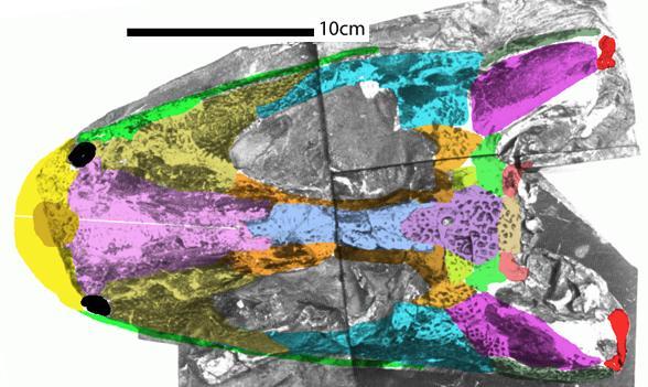 baphetes insitu2