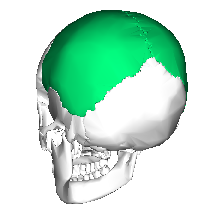 Parietal bone posterior2