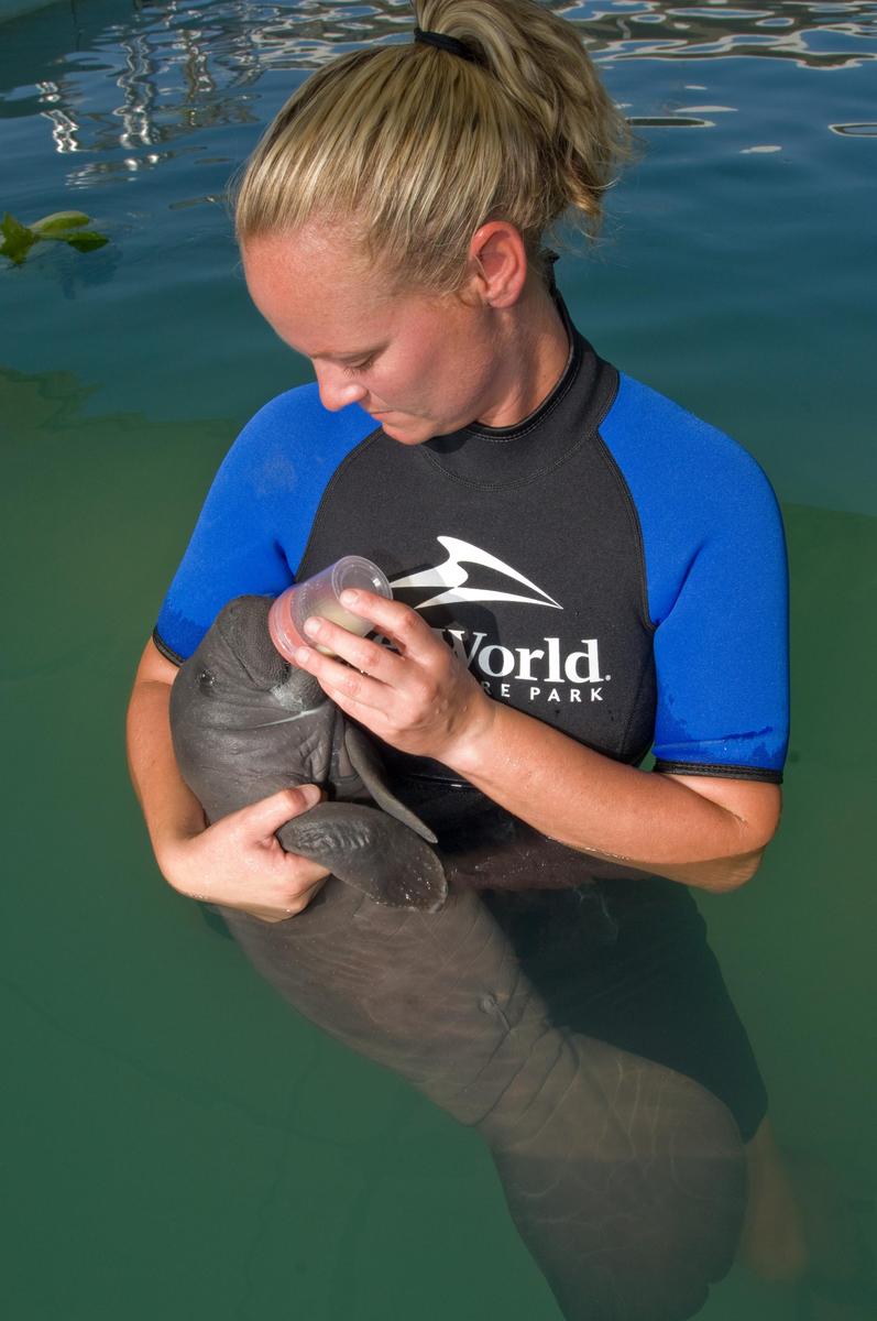 baby-manatee