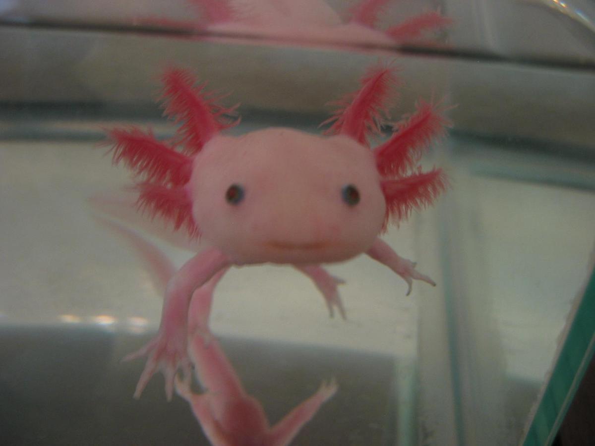Axolotl2-1-