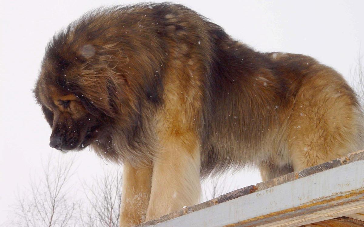 leonberger-giant-dog-pet-animal-winter-s