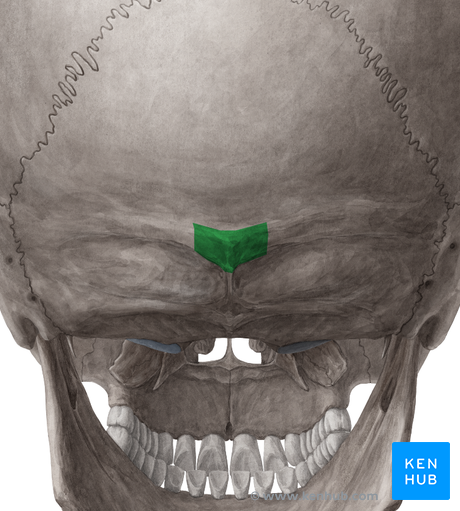 Protuberantia occipitalis externa
