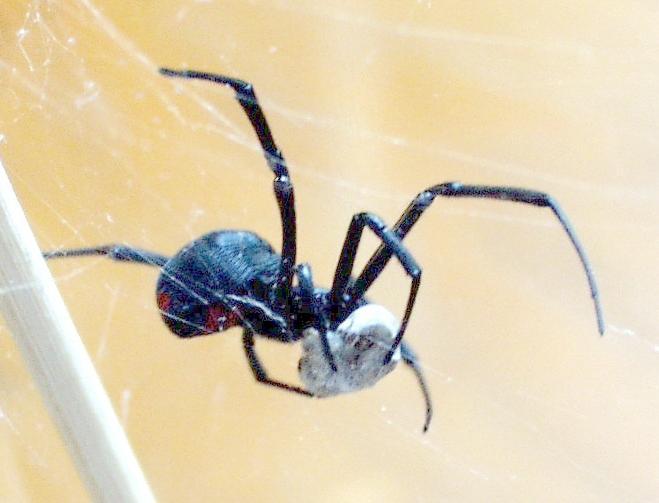 Latrodectus mactans eating