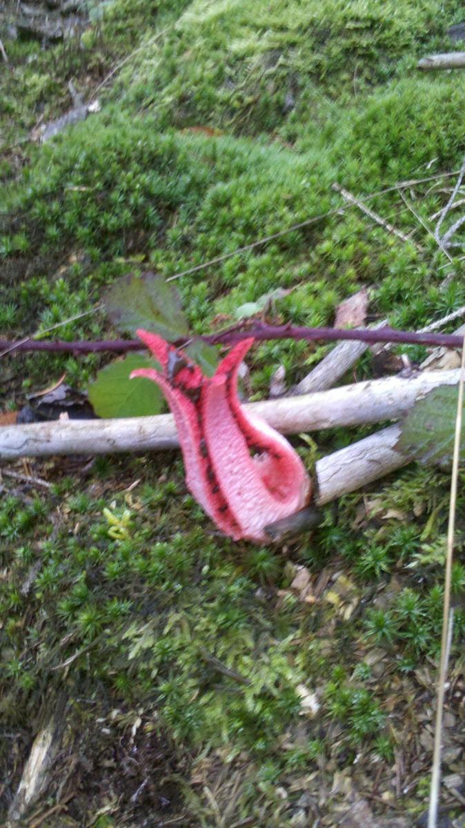 ab7f46 Tintenfischpilz