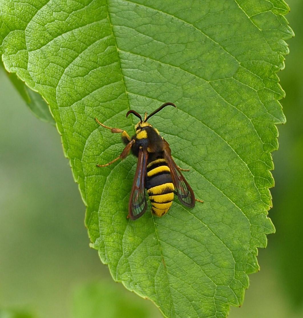 Sesia apiformis on leaf