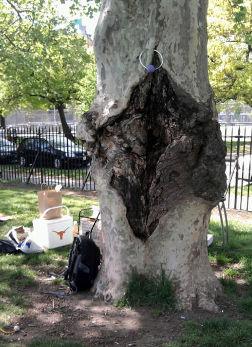 2010-04-28-vaginatree