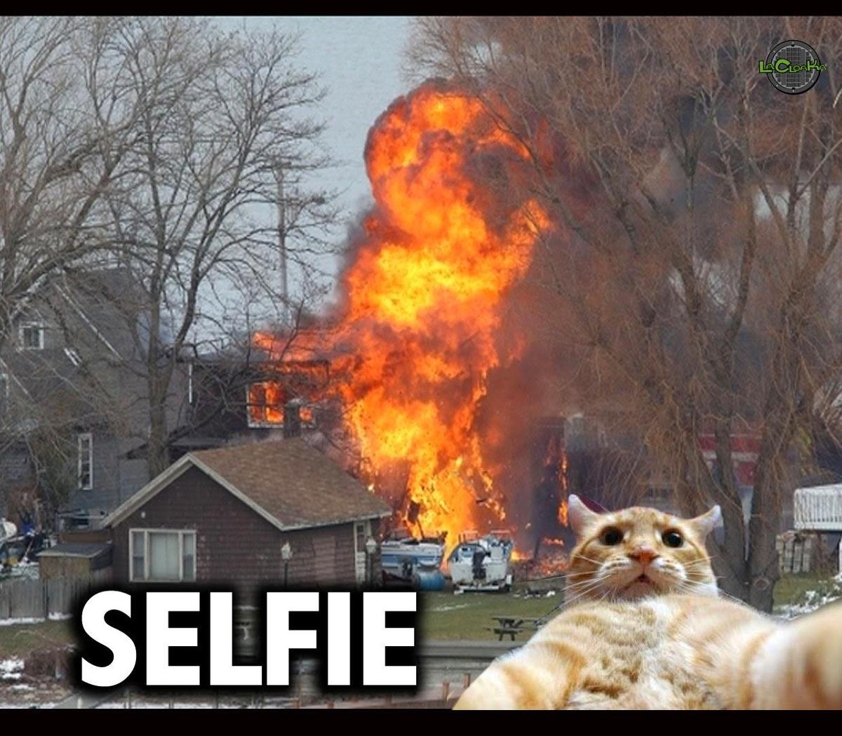 selfiecat2