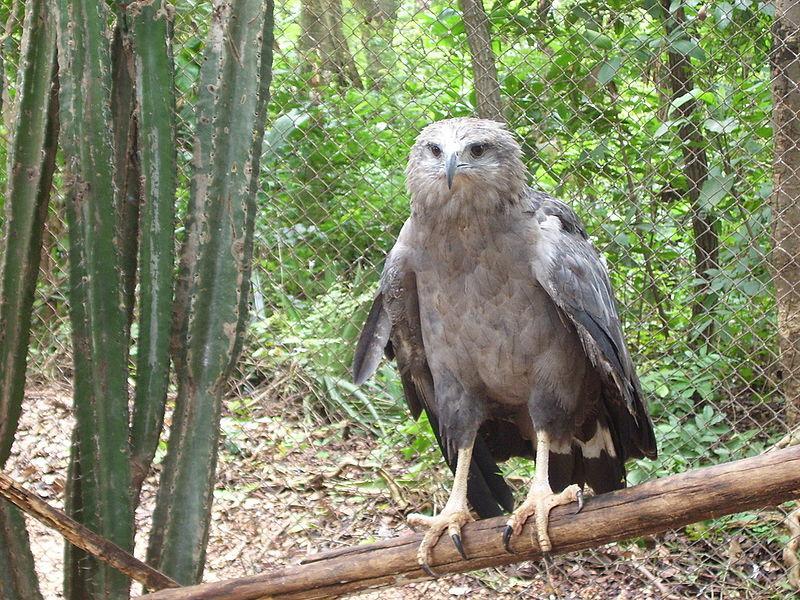 800px-Harpyhaliaetus coronatus