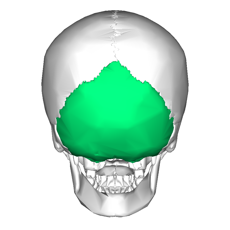 Occipital bone posterior