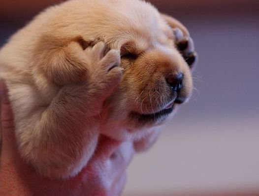 headache-puppy