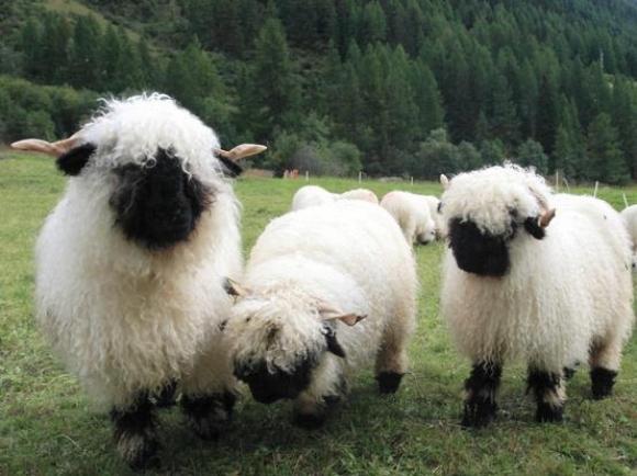 l-fuzzy-black-nosed-sheep