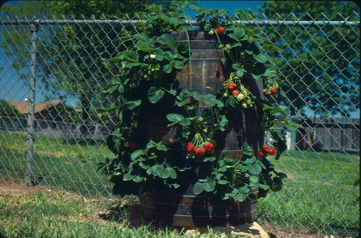 Barrel-of-strawberries-with-berries