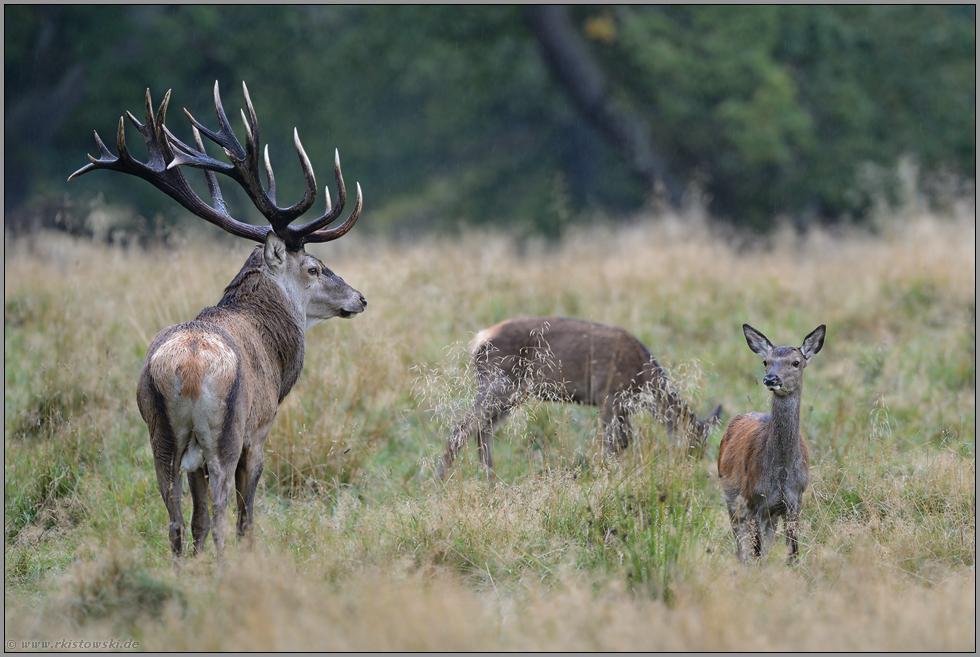 image::Ralf Kistowski Red Deer Rothirsch