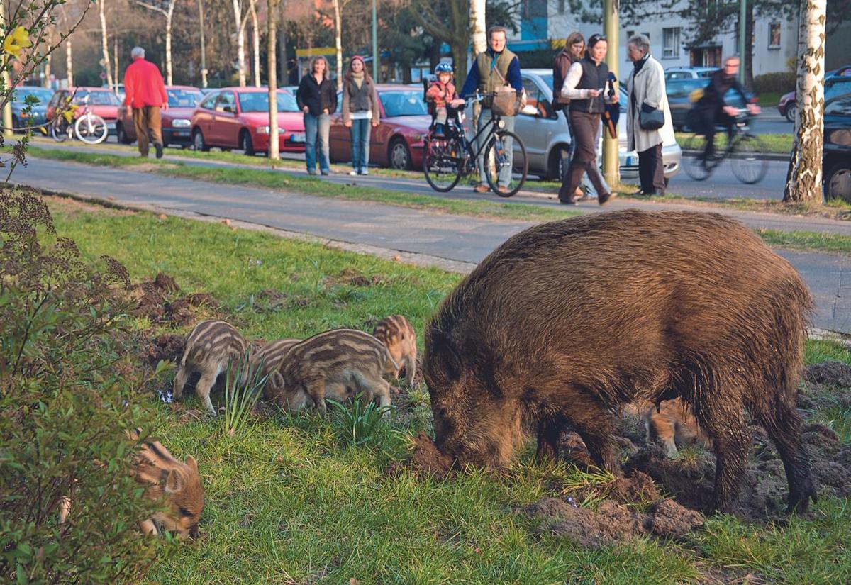 Wildschweine Strasse Moellers