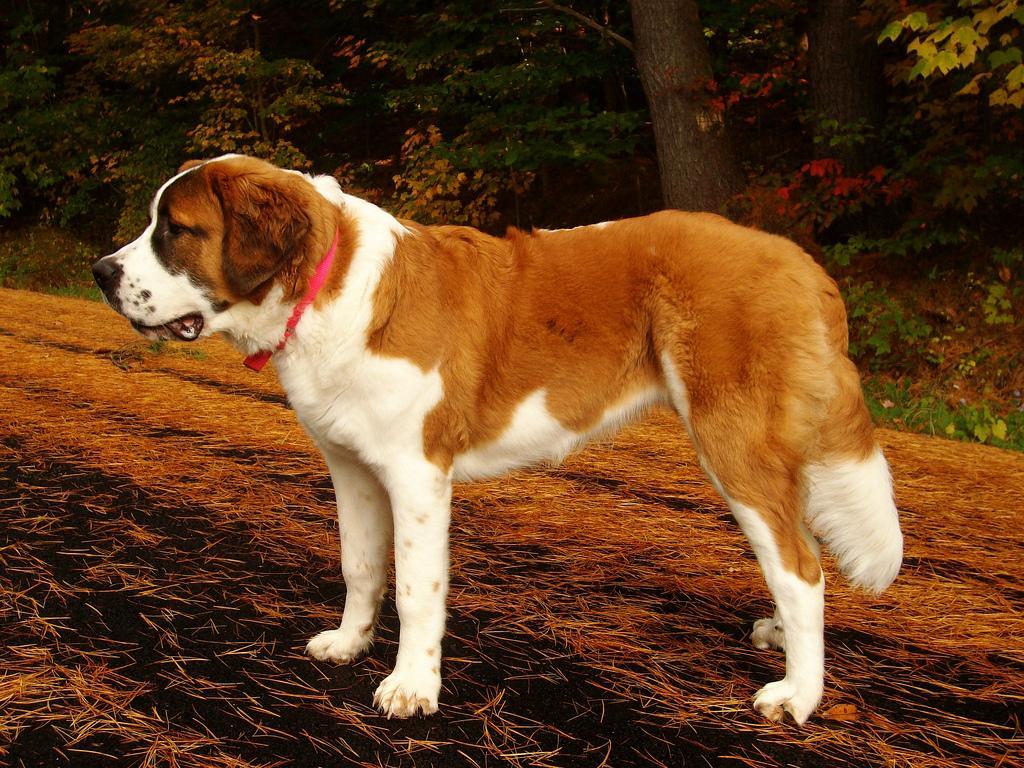 St Bernard Dog 001