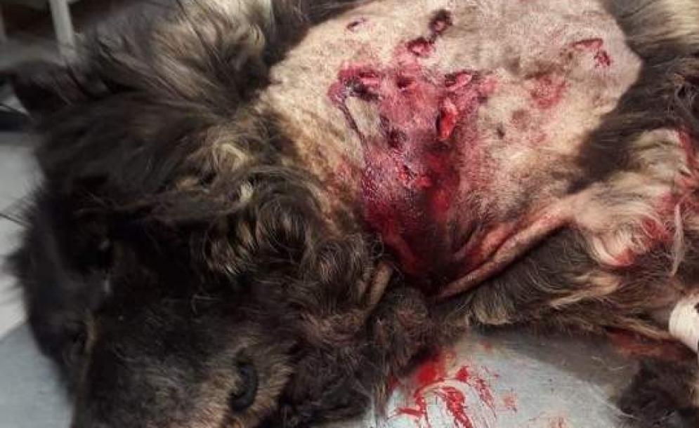 Herdenschutzhund-von-Wolf-angegriffen la