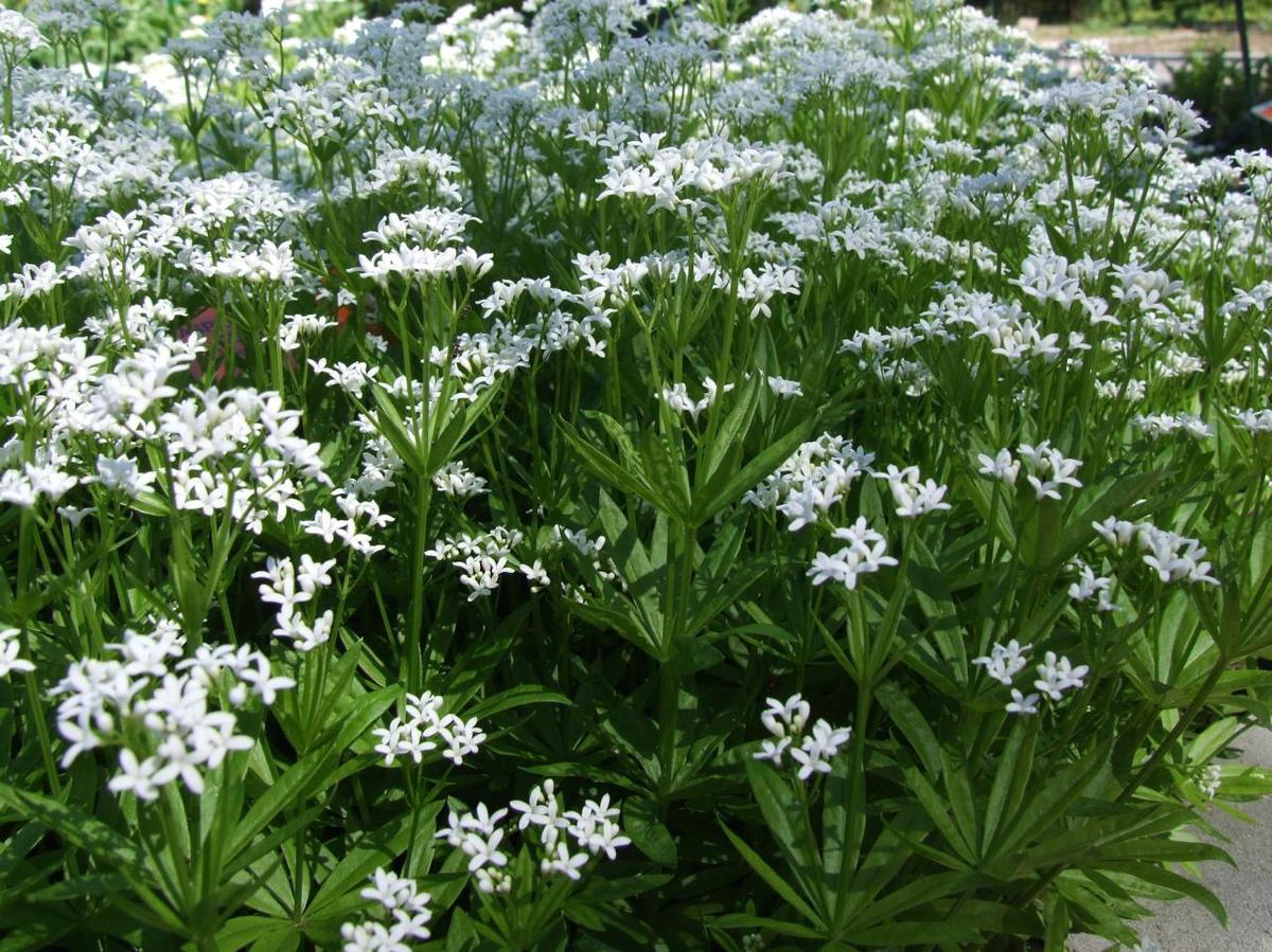 Asperula odorata a1