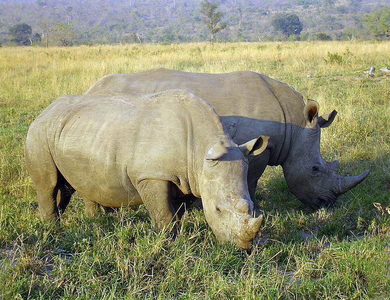 780px Rhinoceros in South Africa adjuste