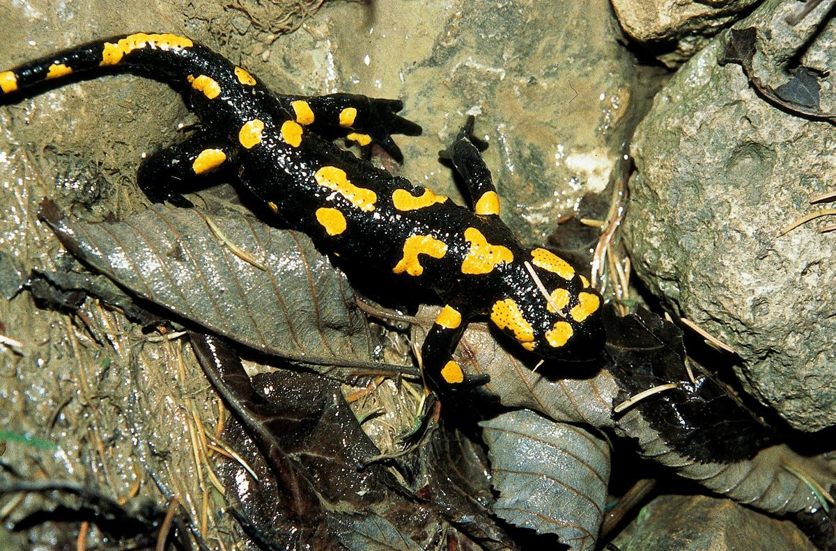 Feuersalamander