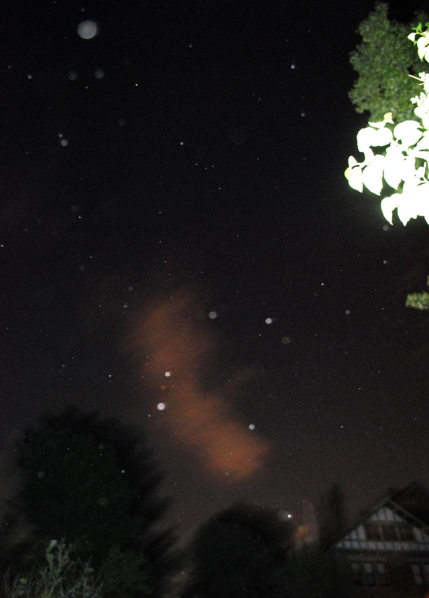 pollen at night